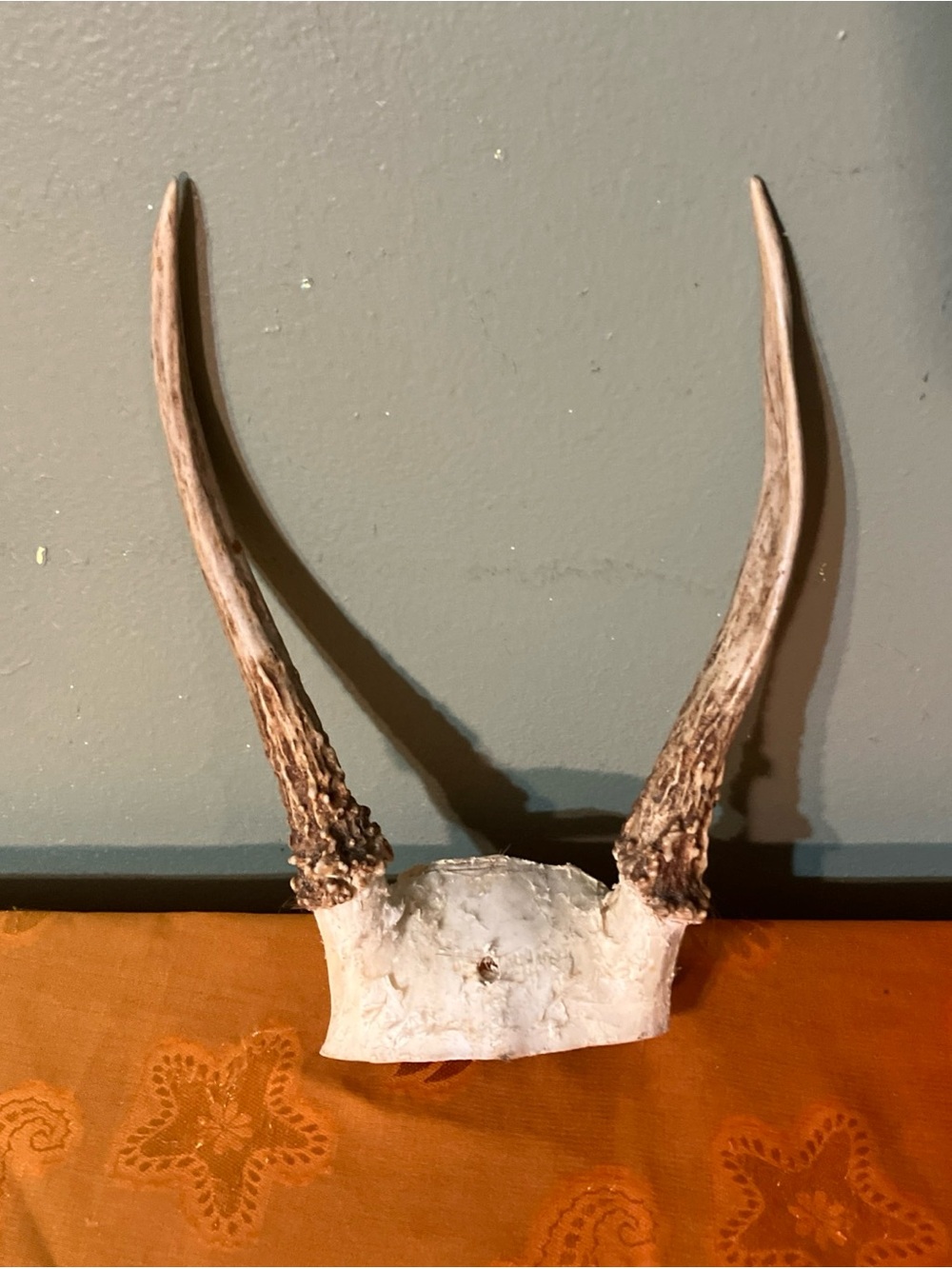 Spike Whitetail Deer Skull Cap 2 Point Antlers Rustic Decor Hunting Theme-G